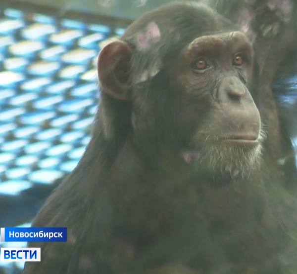 Обезьяна в зоопарке