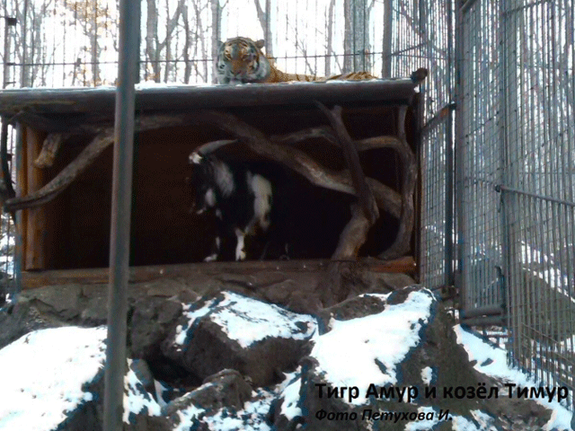 phoca_thumb_l_IMG-20151123-WA0002.gif