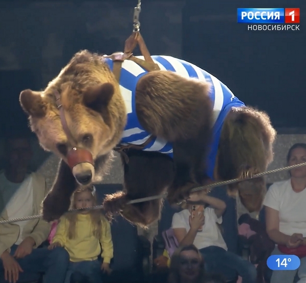 Медведь идёт по канату