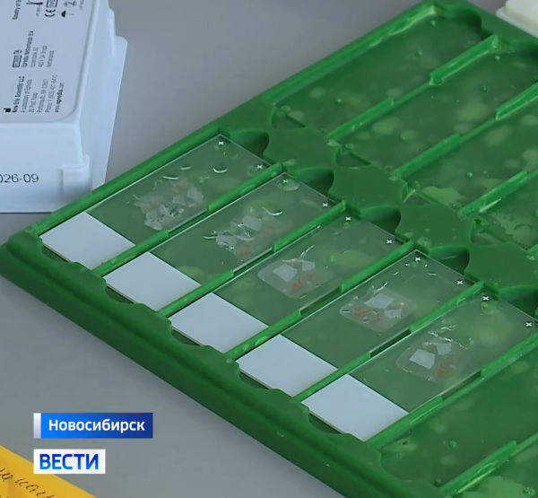 Тест-система Тест-система