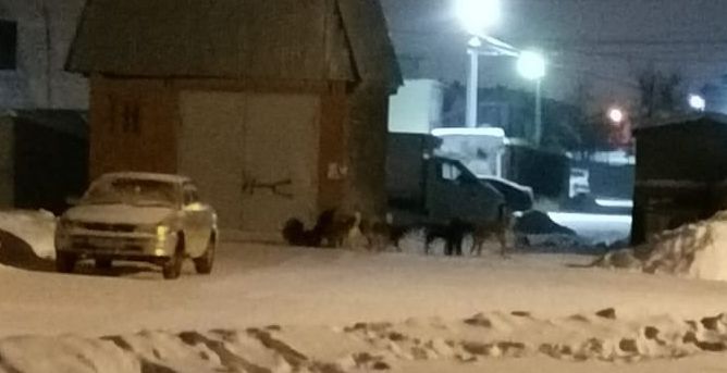 Новосибирец отбивался лопатой от стаи бродячих собак