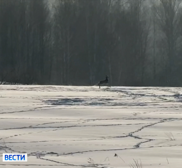 Косуля Косуля