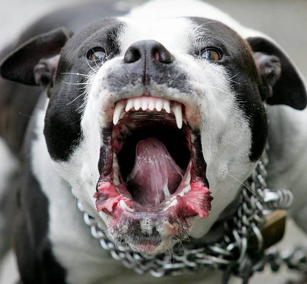 Собака напала