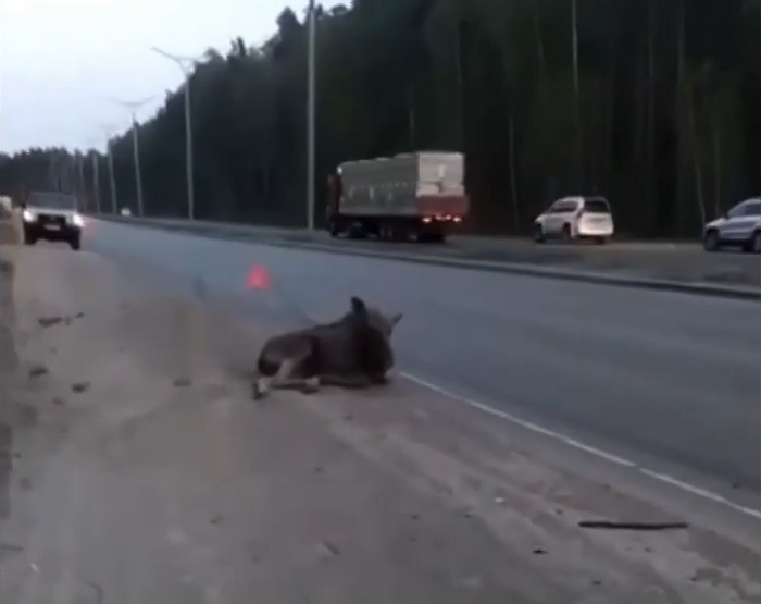 Сбитый лось лежит на обочине