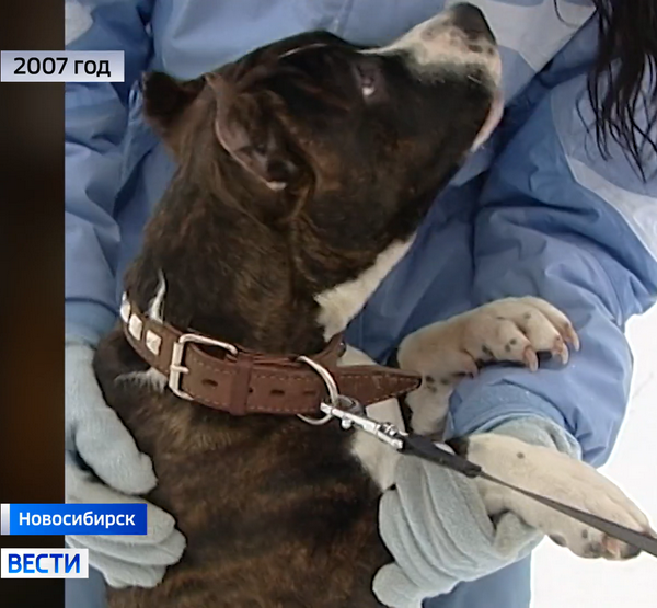 Собака бойцовской породы