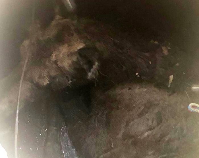 В Новосибирске молодой лось забрел на завод и провалился в открытый колодец