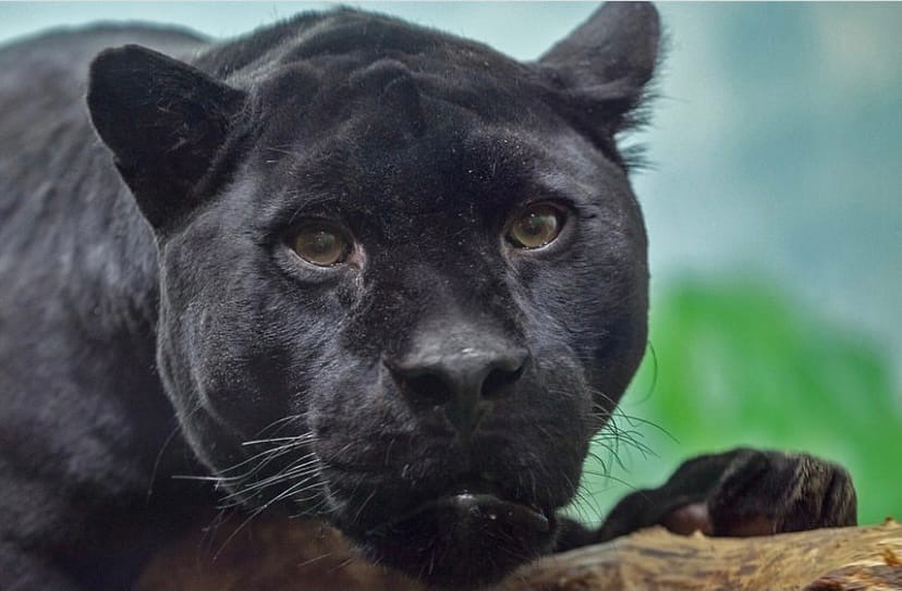 черный ягуар