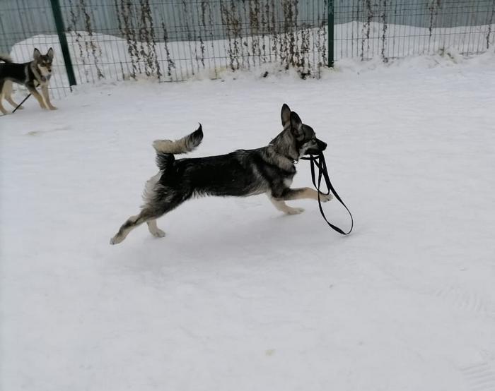 лайка тело.jpg