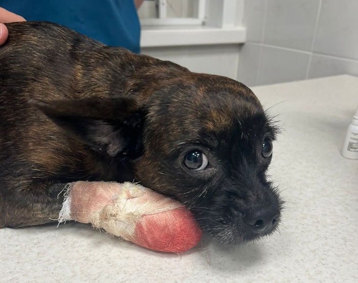 Собака Дина