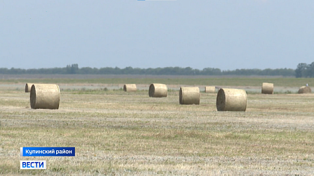 Засуха угрожает заготовке кормов в южных районах Новосибирской области