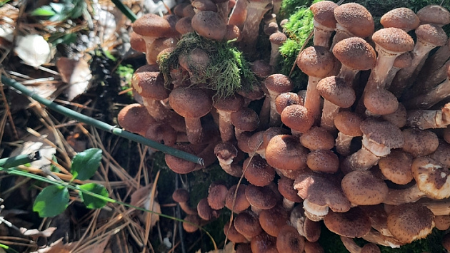 Новосибирские грибники успели собрать последний урожай опят перед заморозками