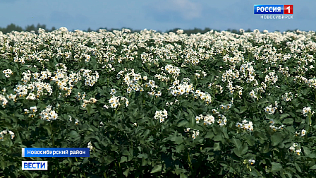 Сельхозпредприятия Новосибирской области готовятся к уборке картофеля