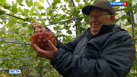 150 сортов винограда на своем участке вырастил аграрий из Новосибирской области