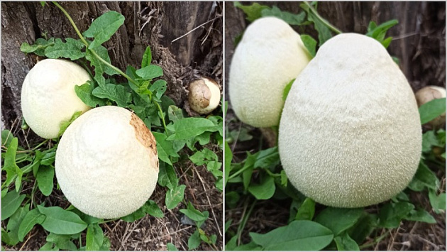 Житель Новосибирска нашёл необычные грибы в виде шелковистых яиц