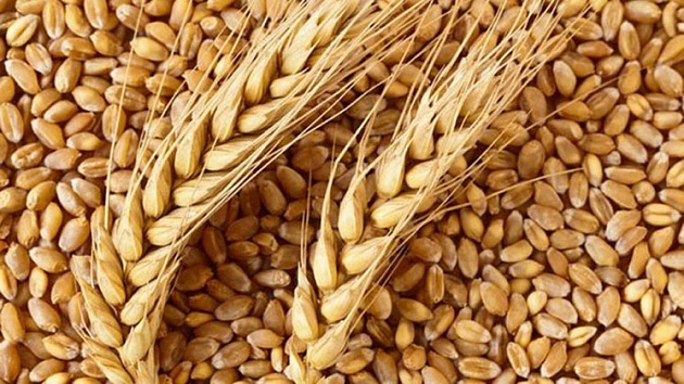 Из Новосибирской области на экспорт отправили почти 600 тысяч тонн зерна