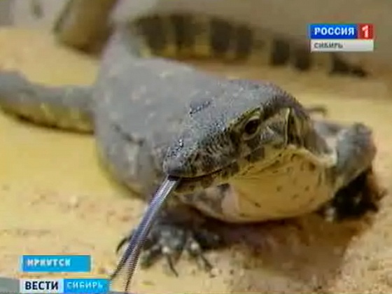Как угодить Дракону, символу Нового Года?