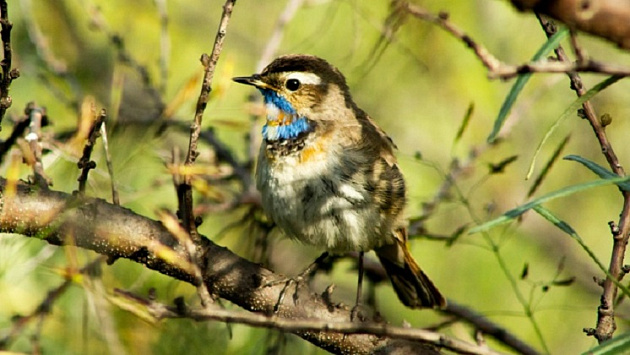 Минприроды Новосибирской области пригласило жителей посчитать перелётных птиц