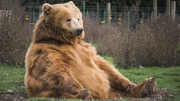 Медведь напугал жителей отдаленного новосибирского села