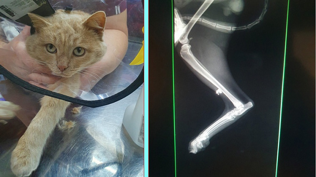 В Новосибирске ветеринары достали пулю из лапы попавшего в капкан кота