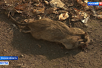 Крысы бросаются на людей и портят имущество в центре Омска