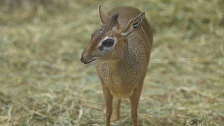 В новосибирском зоопарке в семействе дикдиков родились два детёныша