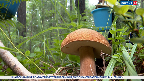 ВЕСТИ Новосибирск
