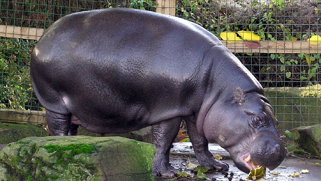Карликовых бегемотов привезут в зоопарк Новосибирска в мае 2025 года из Таиланда