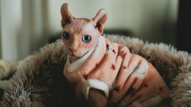 Солнечная погода придет в Новосибирскую область на неделе с 13 по 17 октября