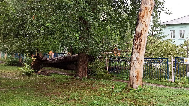 В Новосибирске из-за ночного урагана дерево упало на площадку детского сада
