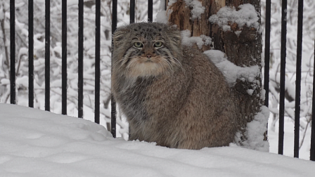 В новосибирском зоопарке манул порадовал посетителей снежным степом