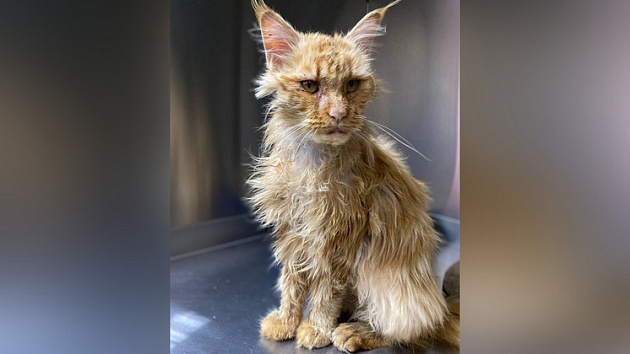 В Новосибирске ищут дом кошке с неизлечимым заболеванием 