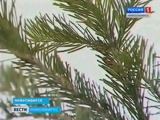 Сибирские ели отправились в Москву