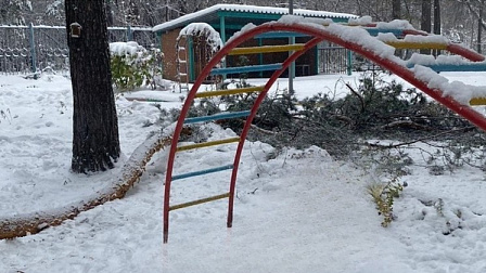 Сосна рухнула на шестилетнего ребёнка в детском саду в Новосибирске