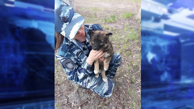 Новосибирские полицейские приютили щенка дворовой породы и назвали Мухой