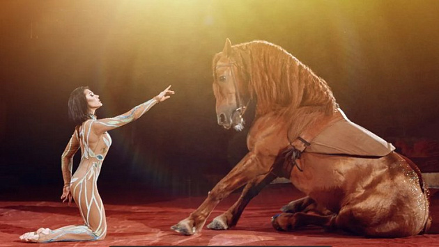 Циркового коня Тотема выставили на продажу за полмиллиона рублей в Новосибирске