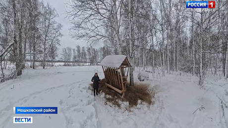 ВЕСТИ Новосибирск