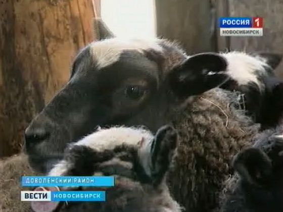 В доволенском районе делают ставку на овцеводство