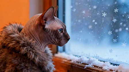 Новосибирскую область засыплет снегом на последней рабочей неделе ноября