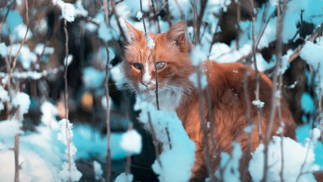 В Новосибирскую область на рабочей неделе с 17 по 21 февраля вернется тепло