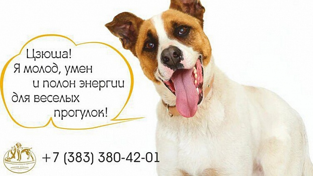В Новосибирске появилась социальная реклама с животными из муниципального приюта