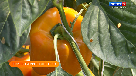 Полезная передача: выбираем сорта семян, продлеваем срок службы спецтехники