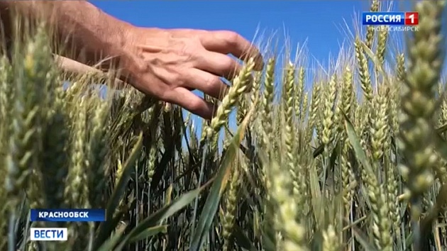 Над выведением гибрида пшеницы и ржи работают новосибирские селекционеры