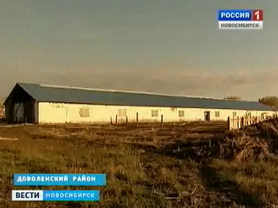 Фермер возрождает скотоводство в деревне