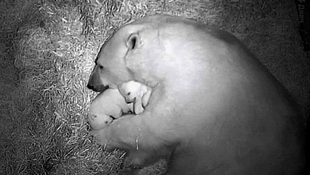 Белая медведица Герда новосибирского зоопарка показала второго малыша