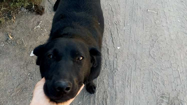 В Новосибирске хотят усыпить собак-охранников строительной базы
