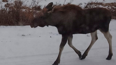В Новосибирской области лось вышел на трассу и позировал пассажирам автобуса