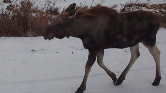 В Новосибирской области лось вышел на трассу и позировал пассажирам автобуса