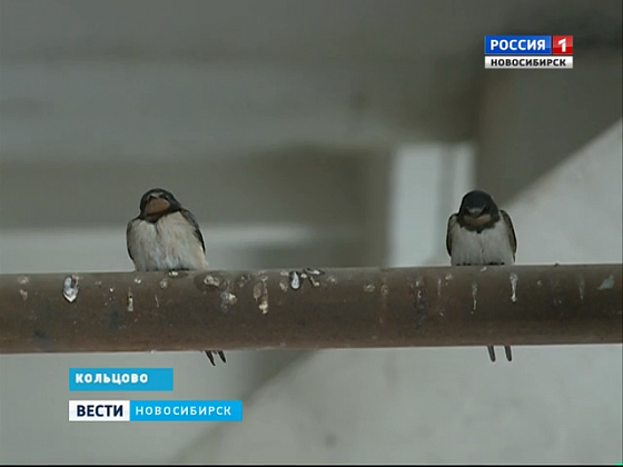 В Новосибирске от голода спасают ласточек из котельной