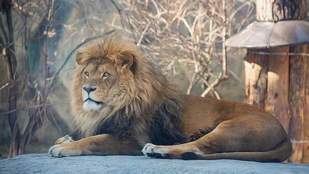 В новосибирском зоопарке на 14-ом году жизни скоропостижно скончался лев Сэм