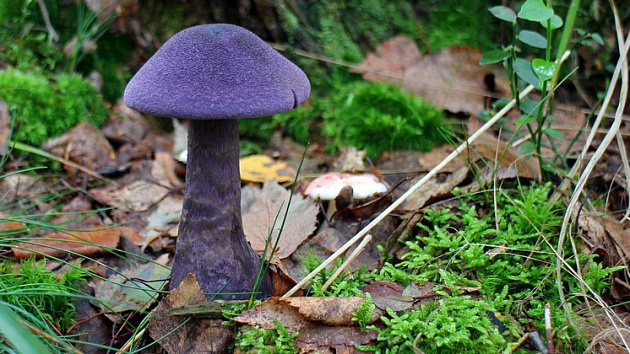 В Новосибирской области нашли очень необычный гриб фиолетового цвета